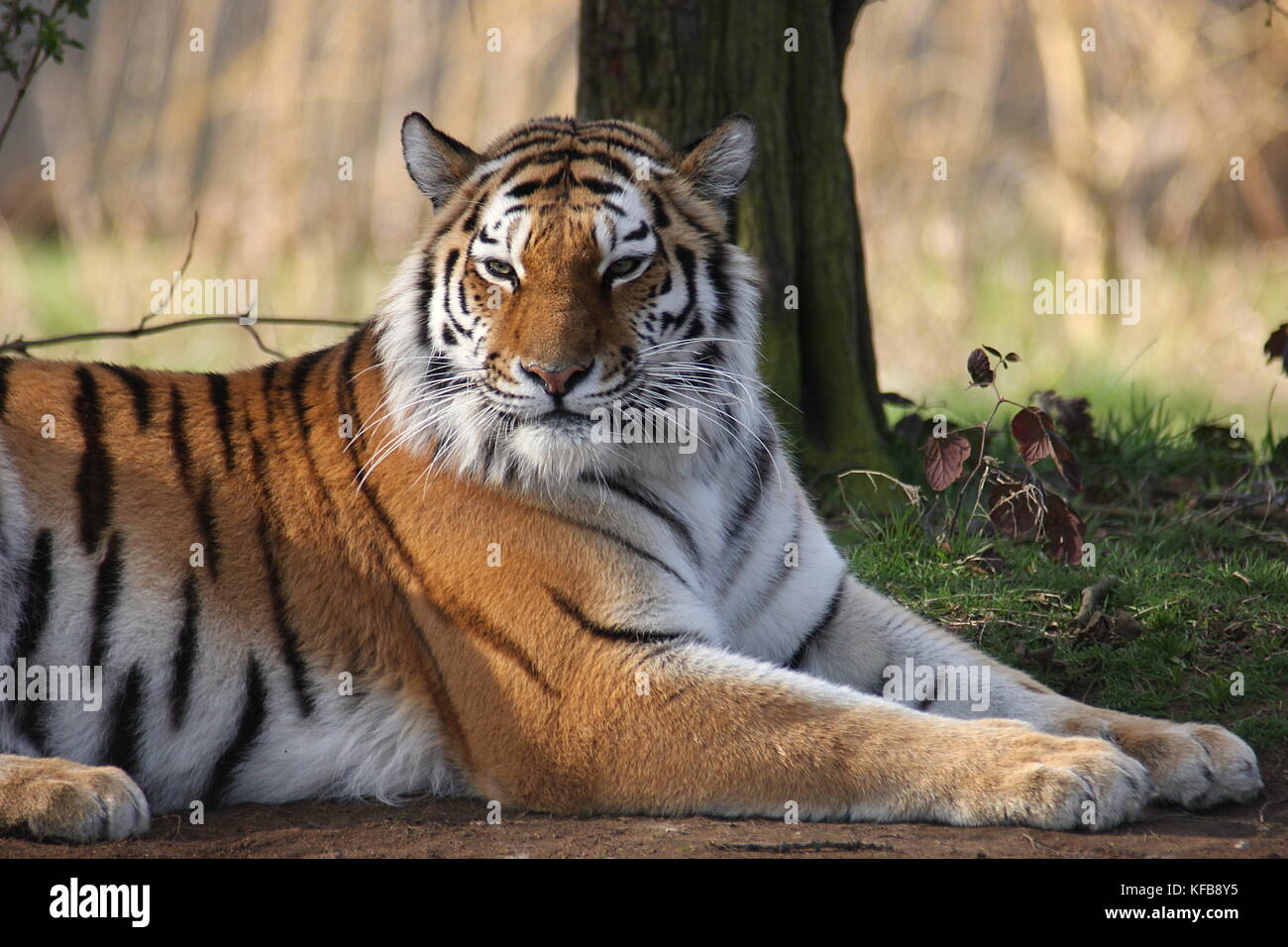 Captive tigre di Amur (Panthera tigris altaica) che stabilisce nel Yorkshire Wildlife Park, Regno Unito. Foto Stock