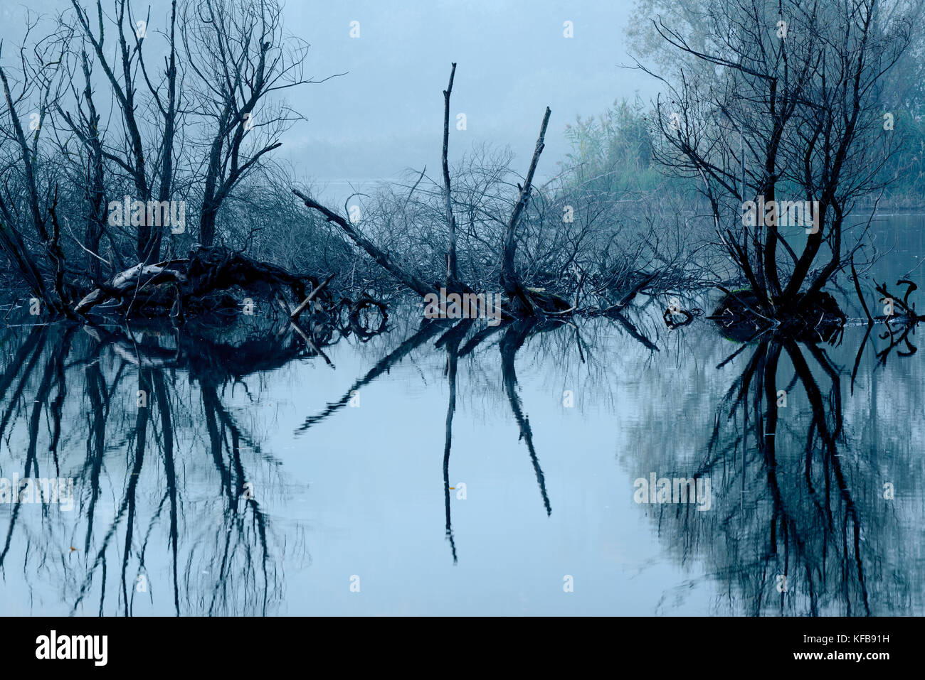 Essiccato a rami di alberi riflessi nell'acqua Foto Stock