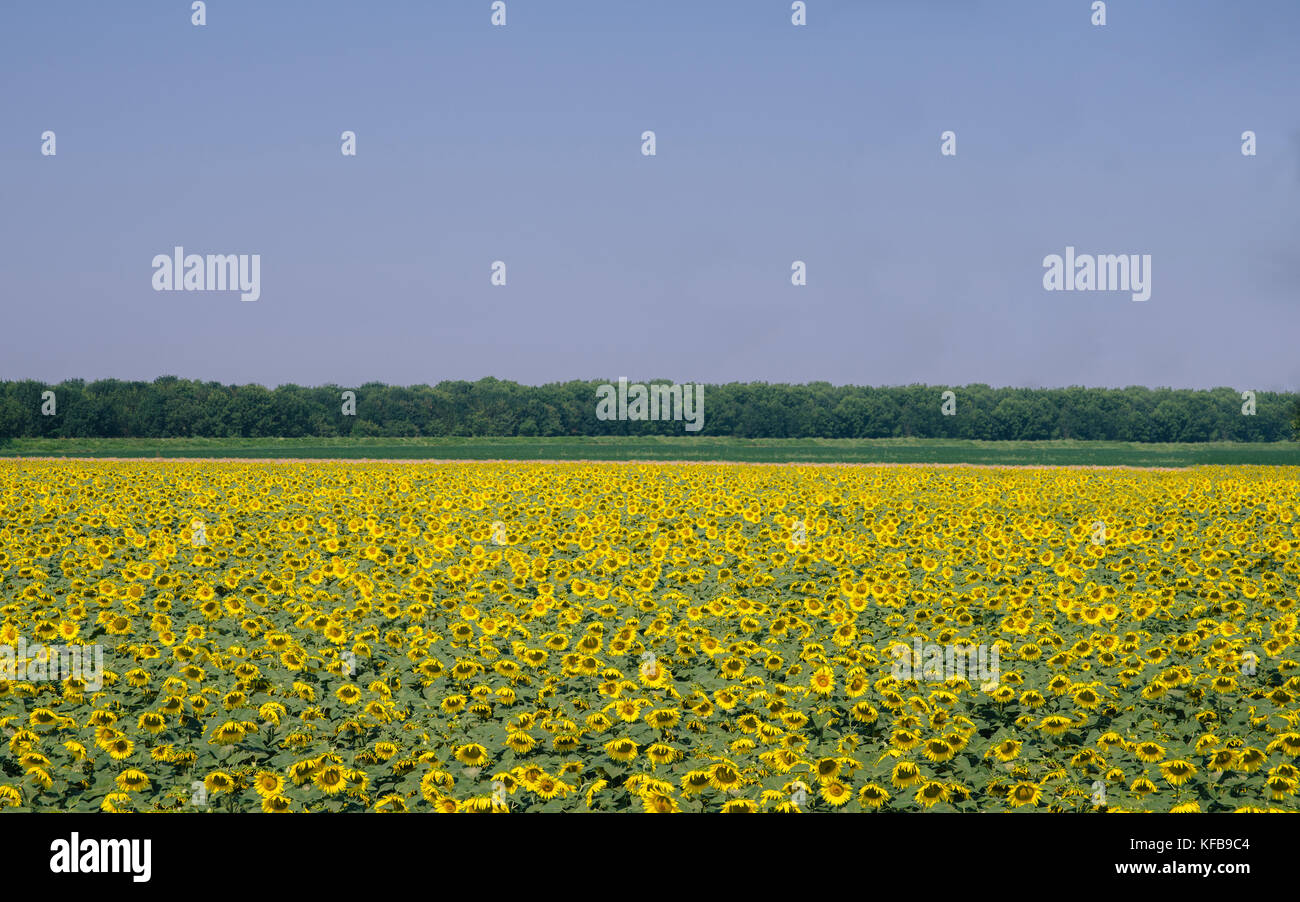 Infinite campo di girasoli gigante con l'azzurro del cielo. presi in lombardia, italia durante la primavera - Nome scientifico: helianthus Foto Stock