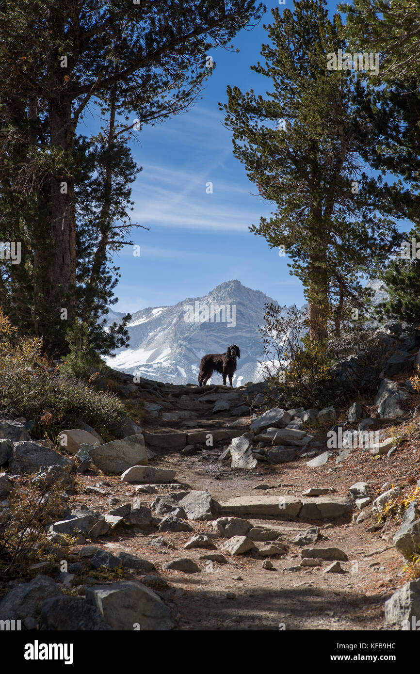 Un cane Gordon Setter attende il suo padrone in cima a una coda di montagna incorniciata da pini con le montagne della Sierra Nevada che si innalzano sullo sfondo. Foto Stock