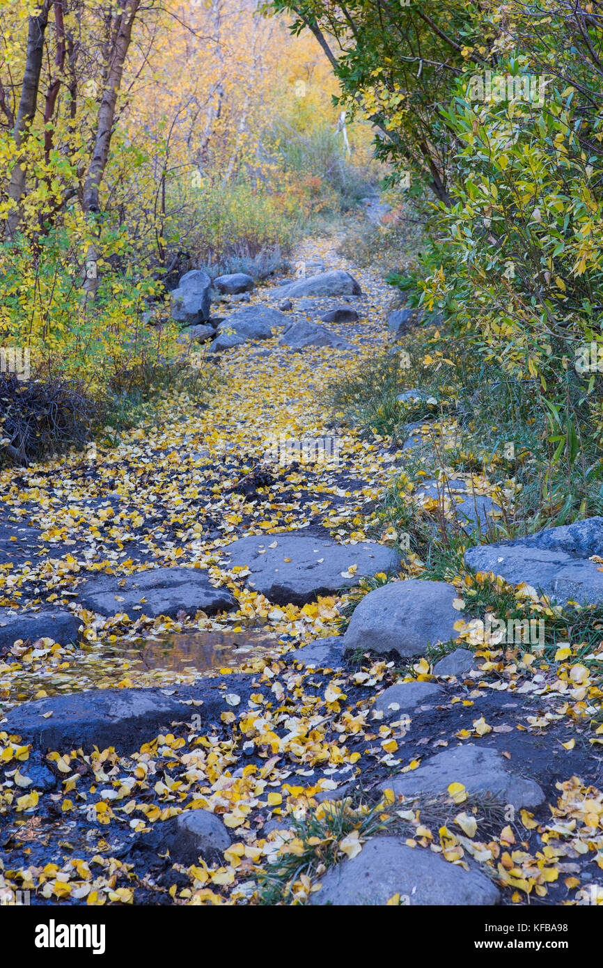 Un sentiero di montagna corre attraverso un Aspen Grove di alberi durante la stagione autunnale nella parte orientale della Sierra Nevada della California USA Foto Stock