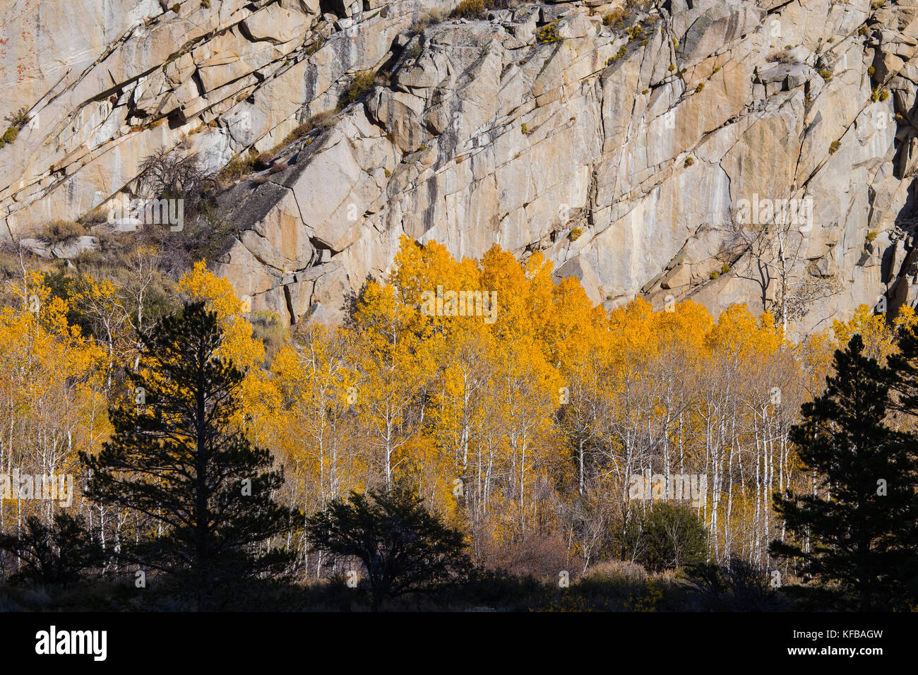 Aspen alberi contro un robusto rock scogliera iniziano a perdere le foglie in autunno si trasforma in inverno nella parte orientale della Sierra Nevada della California Foto Stock