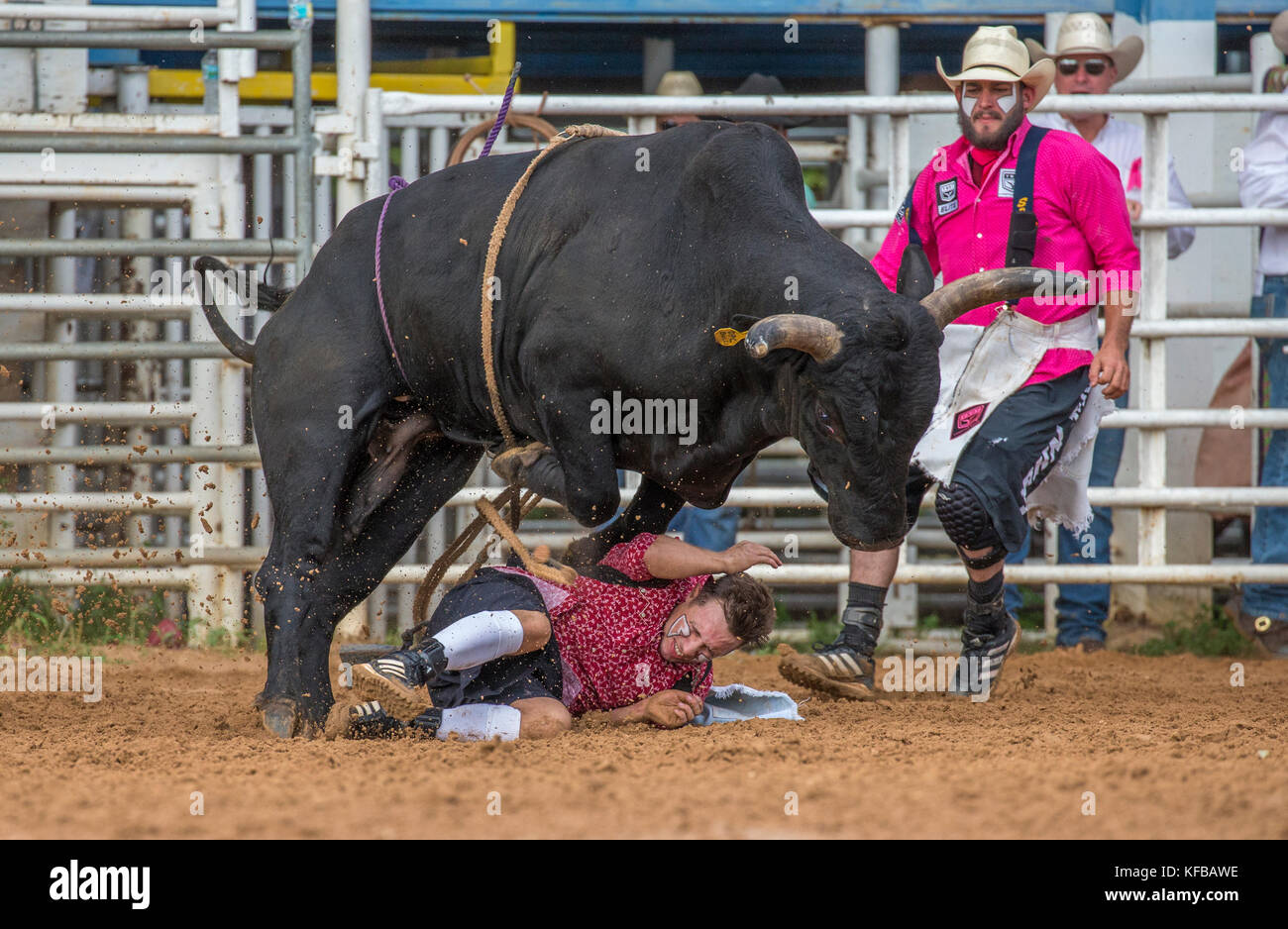 Rodeo clown a terra sotto un toro dopo aver lanciato il suo pilota nel 4th Annual Fall PRCA Rodeo ad Arcadia Florida Foto Stock