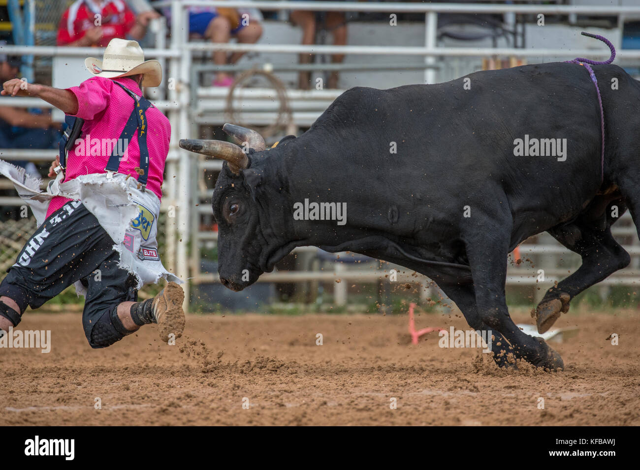 Bull inseguono a rodeo clown dopo aver gettato il suo pilota nel quarto calo annuo PRCA Rodeo in arcadia florida Foto Stock
