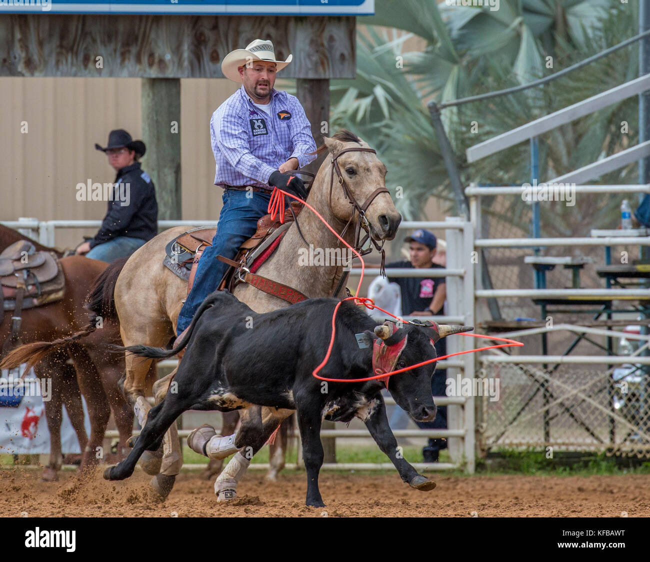 Steer wrestling al 4th Annual Fall PRCA Rodeo ad Arcadia Florida Foto Stock