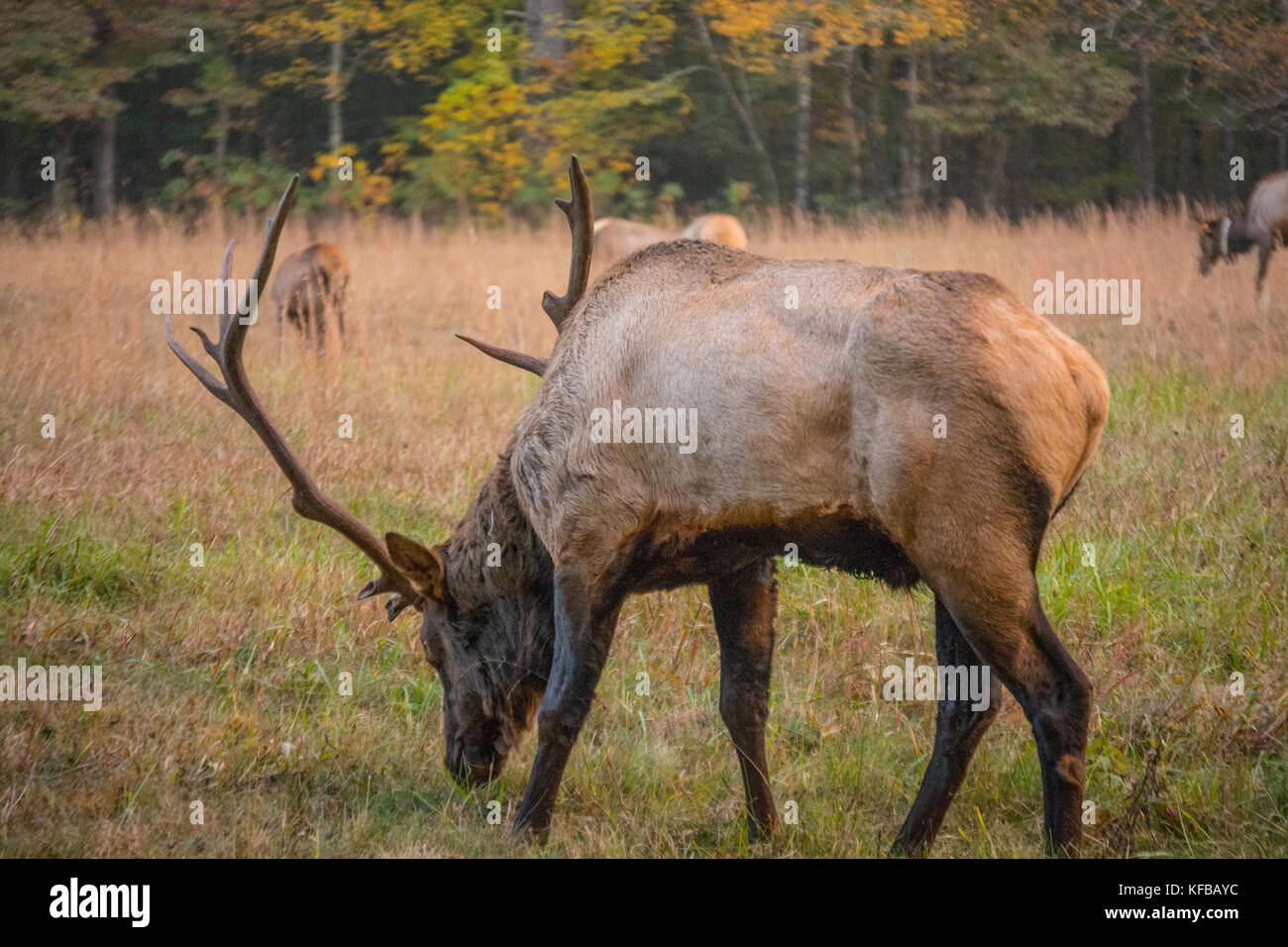 Bull Elk durante il solco nella Smokies Foto Stock