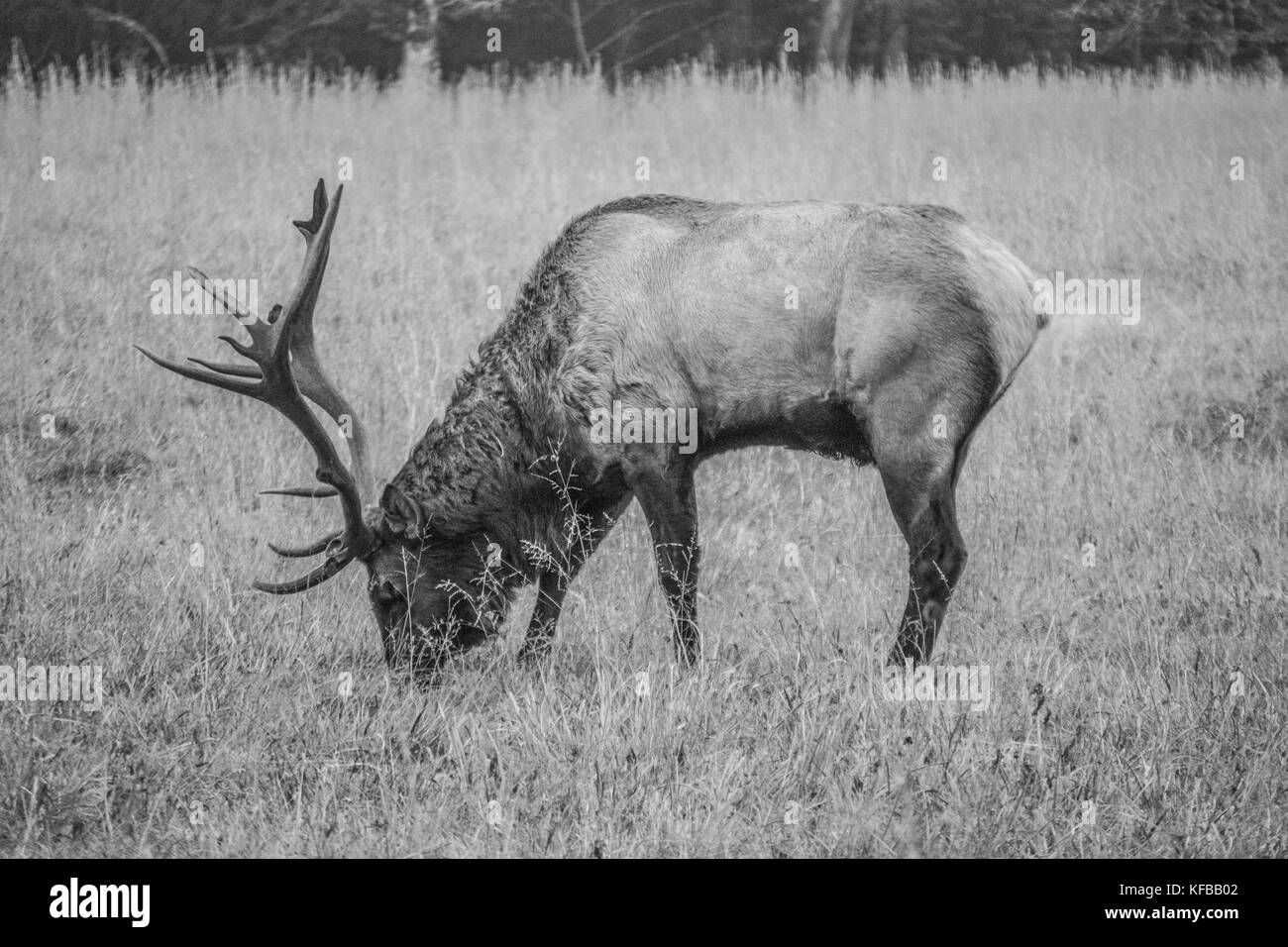 Bull elk durante il solco nella smokies Foto Stock