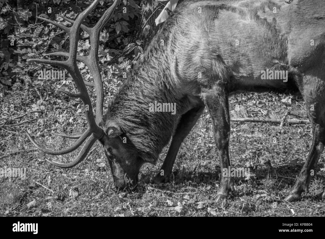 Bull elk durante il solco nella smokies Foto Stock