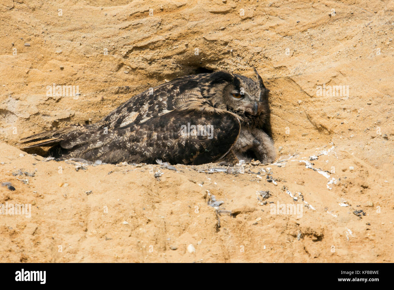 Eagle Owl / Uhu ( Bubo bubo ) al suo sito di allevamento, adulto, allevamento, pulcini di raccolta, in una buca di sabbia, fauna selvatica, Europa. Foto Stock