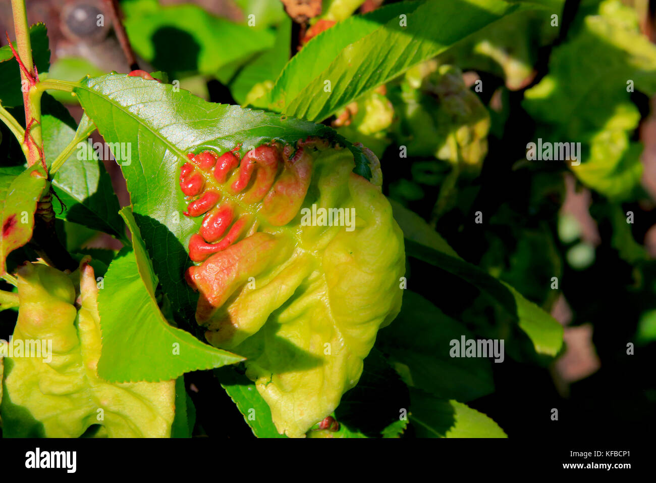 Advanced leaf curl Foto Stock