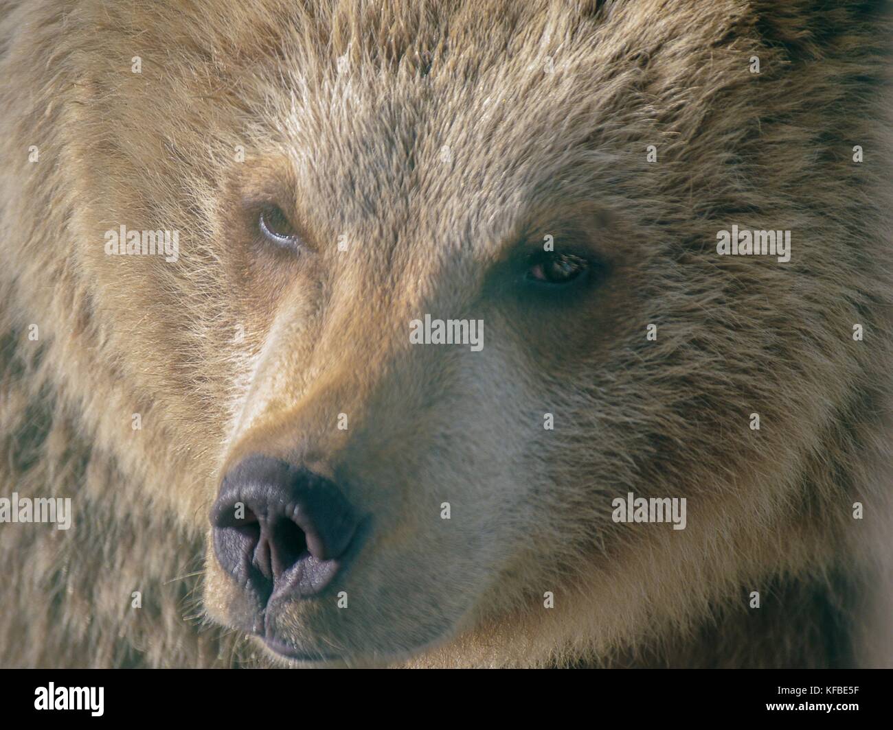 Close-up di un orso bruno testa in uno zoo Foto Stock