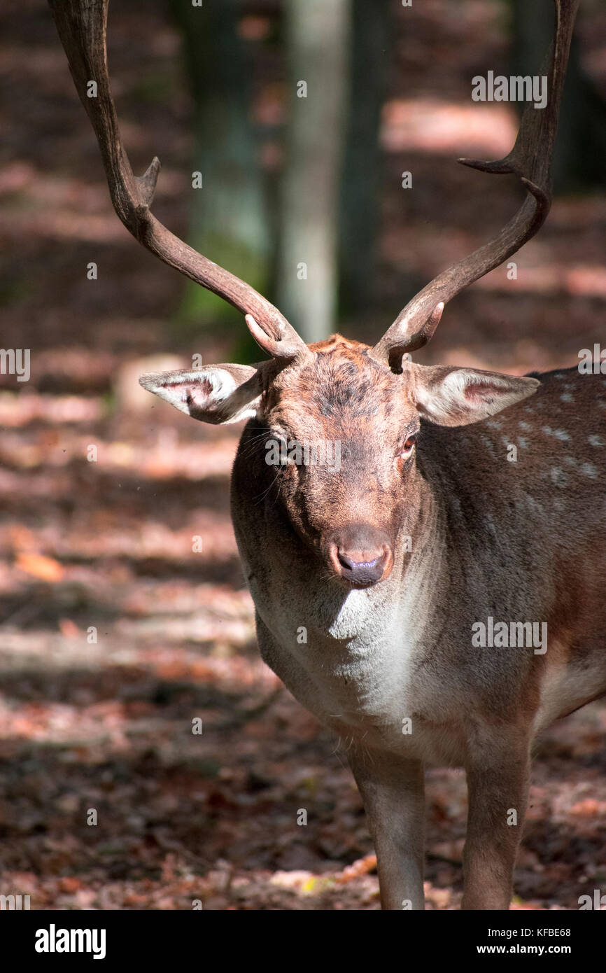 Forest park chiamato obora holedna a Brno con libero di cervi e cinghiali Foto Stock