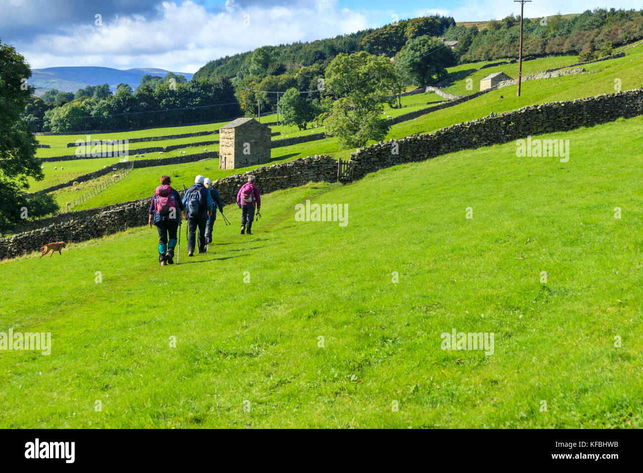 Gruppo di escursionisti e un cane a piedi dalla telecamera attraverso il verde brillante dei campi su Alfred Wainwright Coast to Coast Trail nel North Yorkshire, Inghilterra Foto Stock