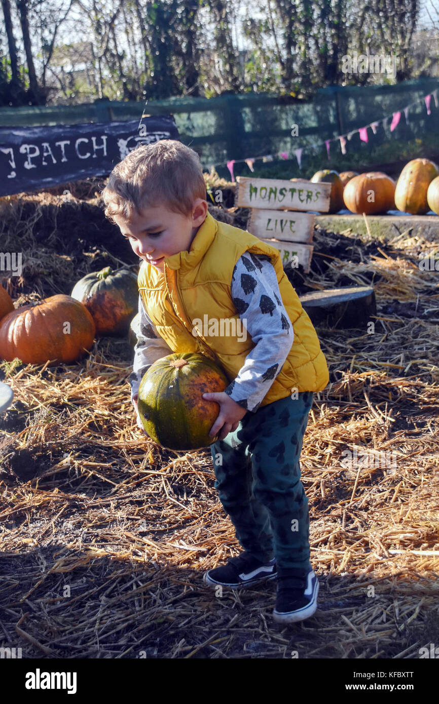 Whitland, pembrock, Wales, Regno Unito. 27 ottobre, 2017. uk meteo: una bella giornata di sole alla zucca patch appena fuori whitland tutti pronti per hallowen credito: Andrew chittock/alamy live news Foto Stock