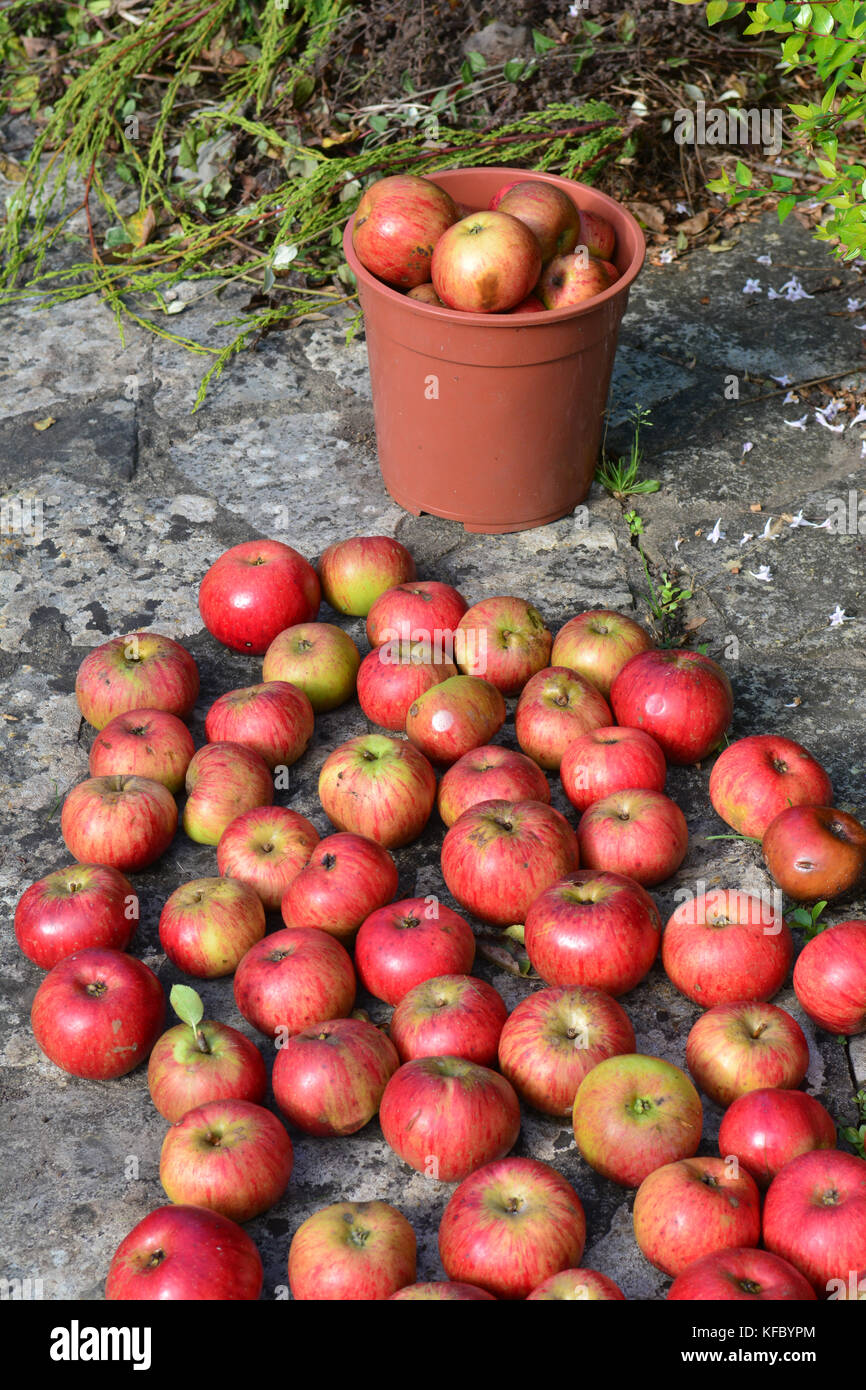 Bristol, Regno Unito. 27 ottobre, 2017. uk meteo. su un molto mite e soleggiato giorno verso la fine di ottobre ,mele sono ancora visto cadere da un albero in un giardino posteriore nella città di Bristol. Robert timoney/alamy live news Foto Stock