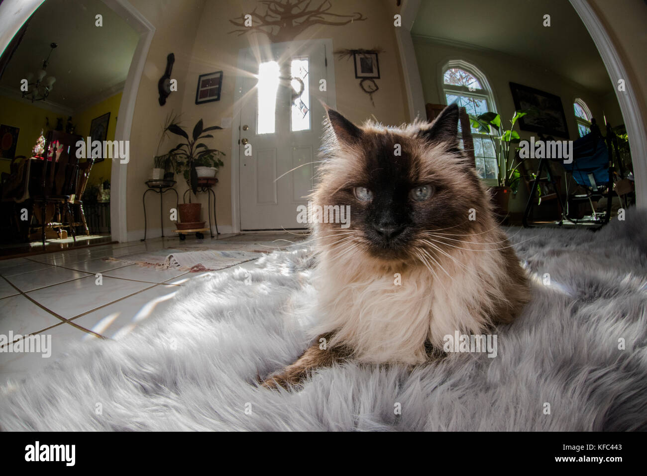 Un Himalayan gatto siamese gatto cercando estremamente confortevole su un soffice tappeto nel soggiorno con il sole dietro di lui. Foto Stock
