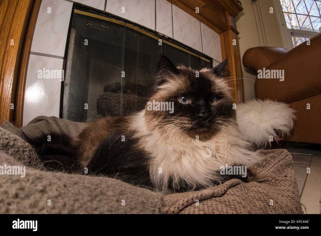 Una bella Himalayan gatto siamese gatto nel soggiorno. Foto Stock