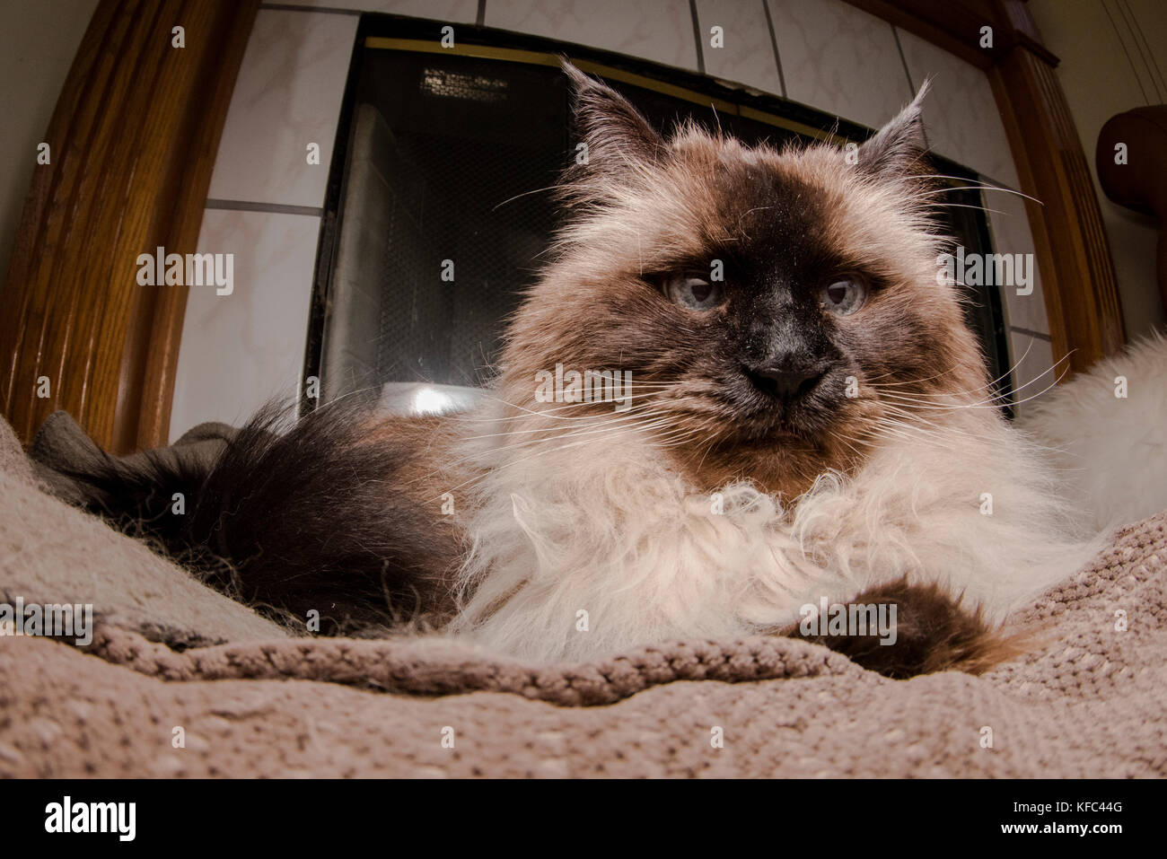 Una bella Himalayan gatto siamese gatto nel soggiorno. Foto Stock