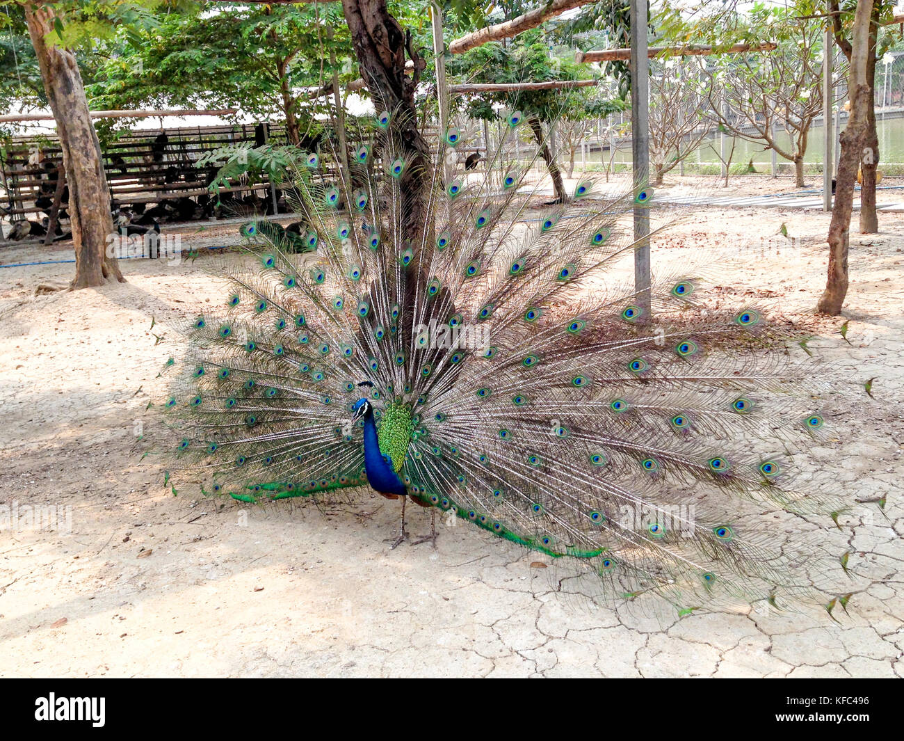 Peacock visualizzazione per attrarre peahen in background Foto Stock