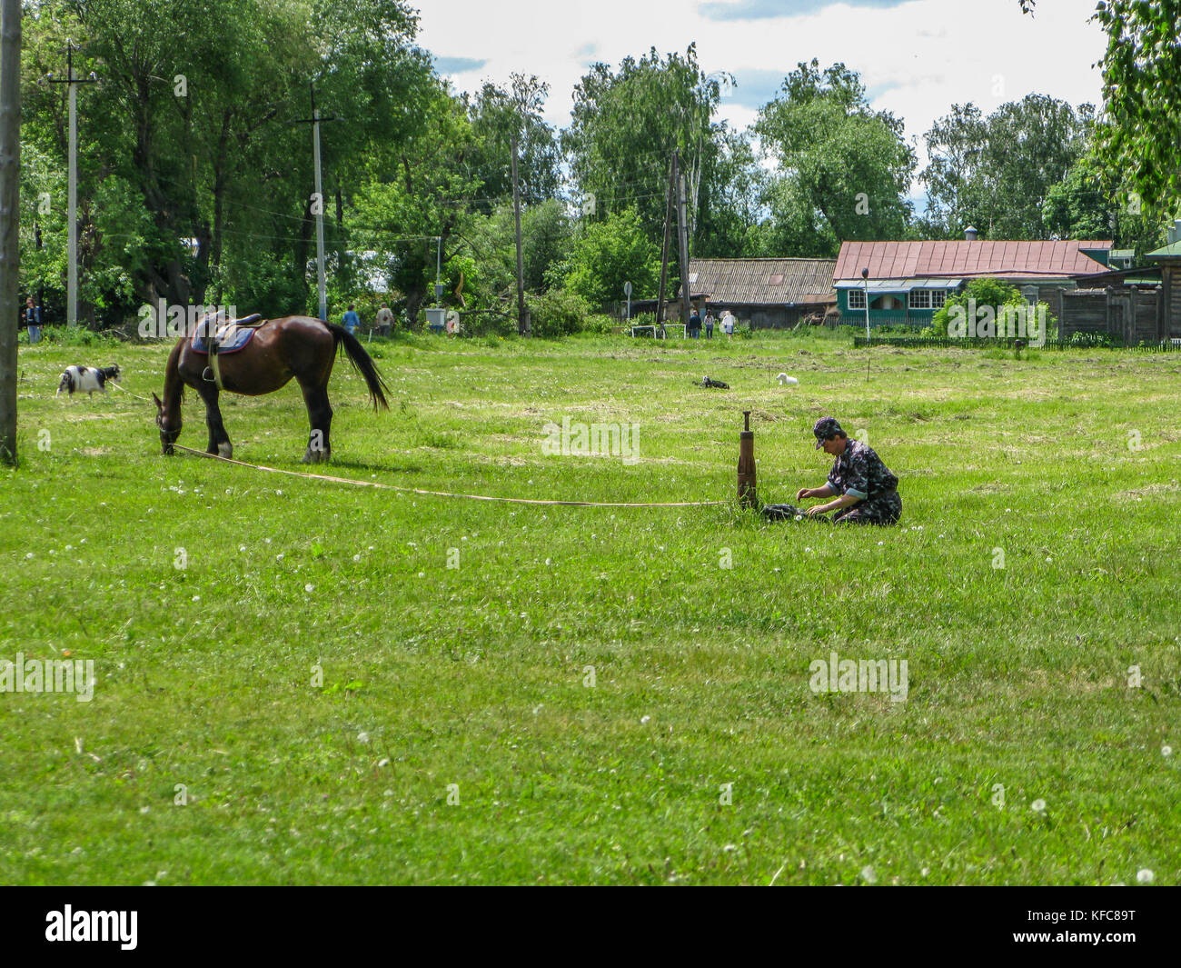 Horse rider cravatte un cavallo a riposo su un campo verde. Foto Stock