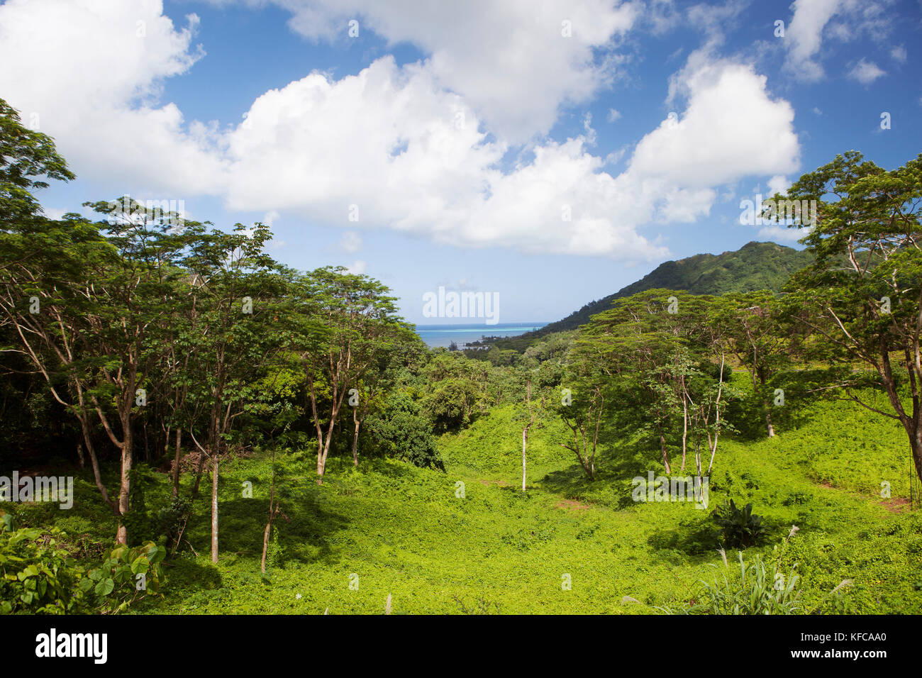 Polinesia francese, Tahaa Island. Un paesaggio e vista della vegetazione lussureggiante di Tahaa Island. Foto Stock