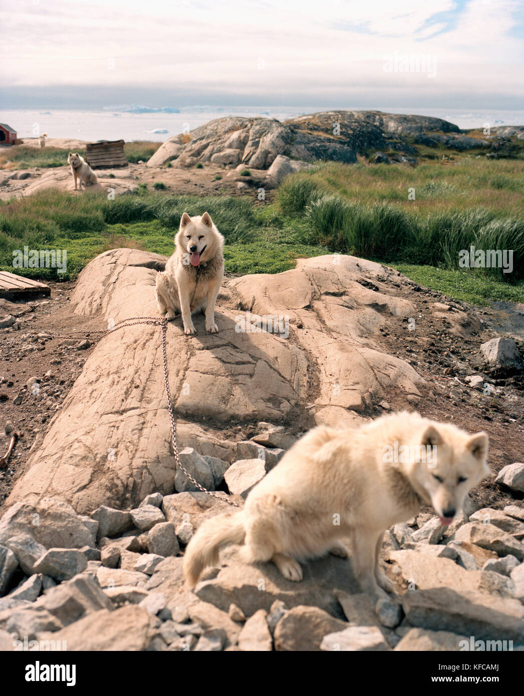 La Groenlandia, Ilulissat, Arctic Hotel, slitte trainate da cani seduti sul paesaggio Foto Stock