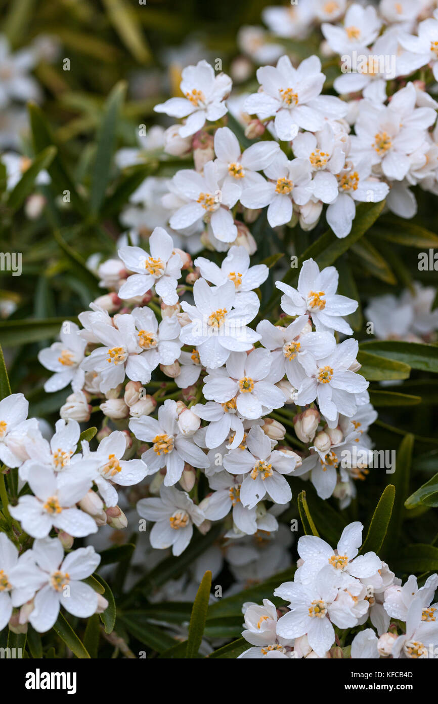 Primo piano della fioritura di Choisya Aztec Pearl durante la primavera, Inghilterra, Regno Unito Foto Stock