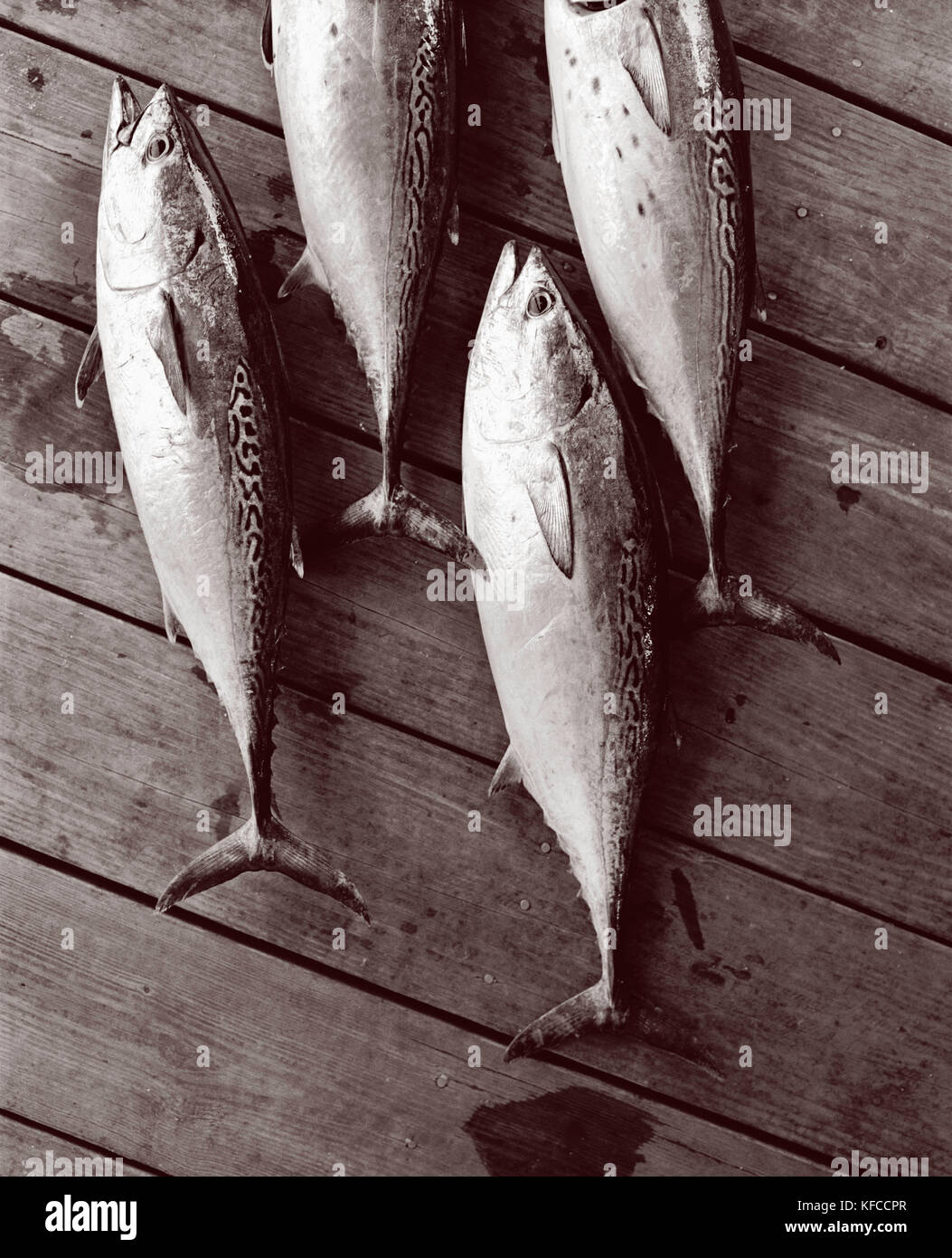 Stati Uniti d'America, florida, bonita pesce giacente sul dock, close-up, New Smyrna Beach (b&W) Foto Stock