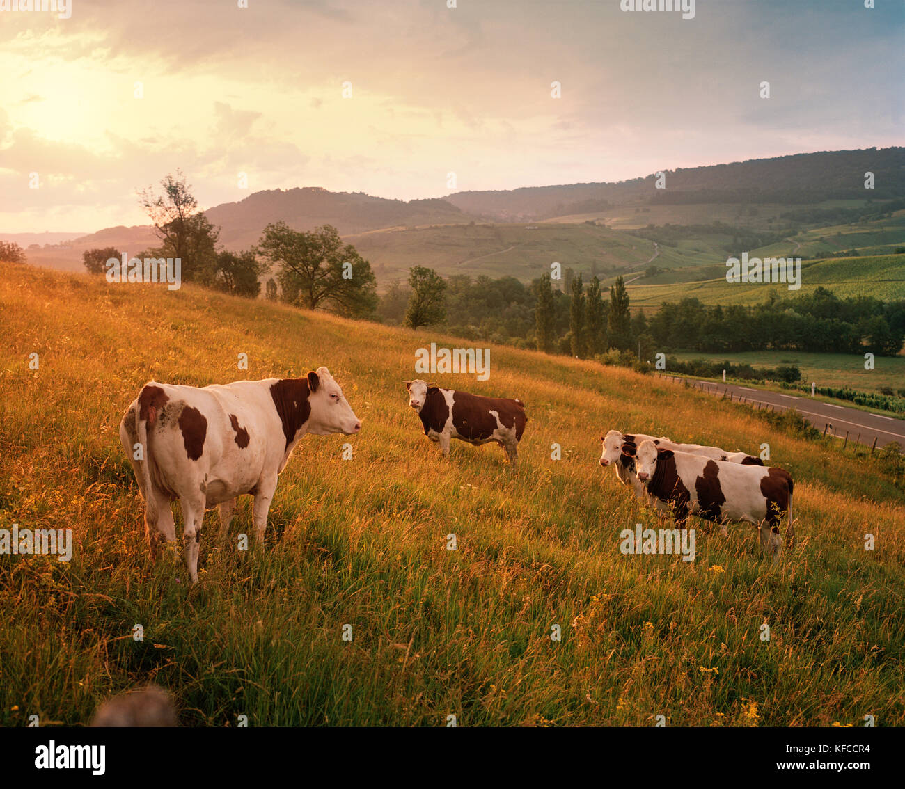 Francia, Arbois, mucche in campagna a sunrise, jura regione del vino Foto Stock