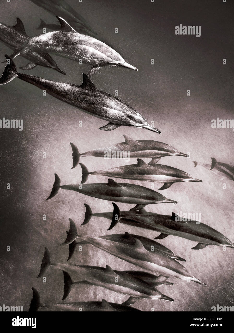 Stati Uniti d'America, Hawaii, Lana'i, un pod di spinner dolphin nuoto a Manele Bay (b&W) Foto Stock