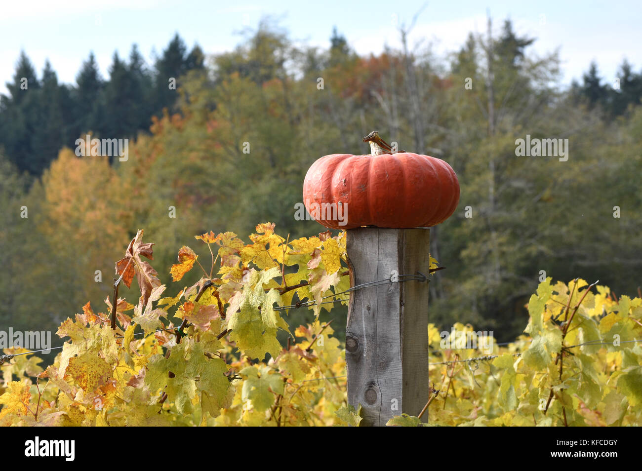 Cimelio di zucca in cima a un fencepost circondato da autunno vitigni colorati Bainbridge Island, Washington, Stati Uniti d'America Foto Stock