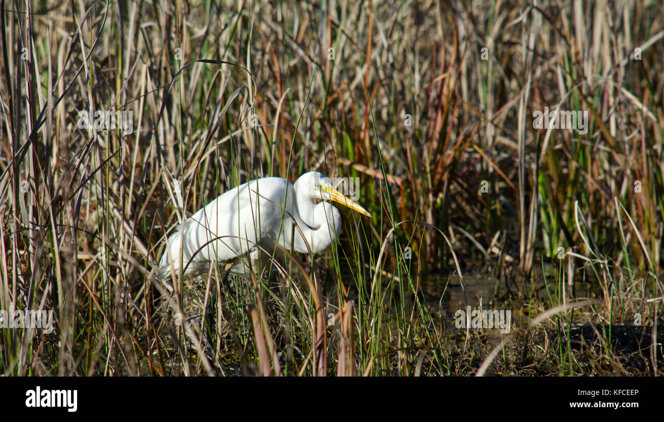 Un australiano airone bianco maggiore alla ricerca di cibo tra l'erba alta. Foto Stock