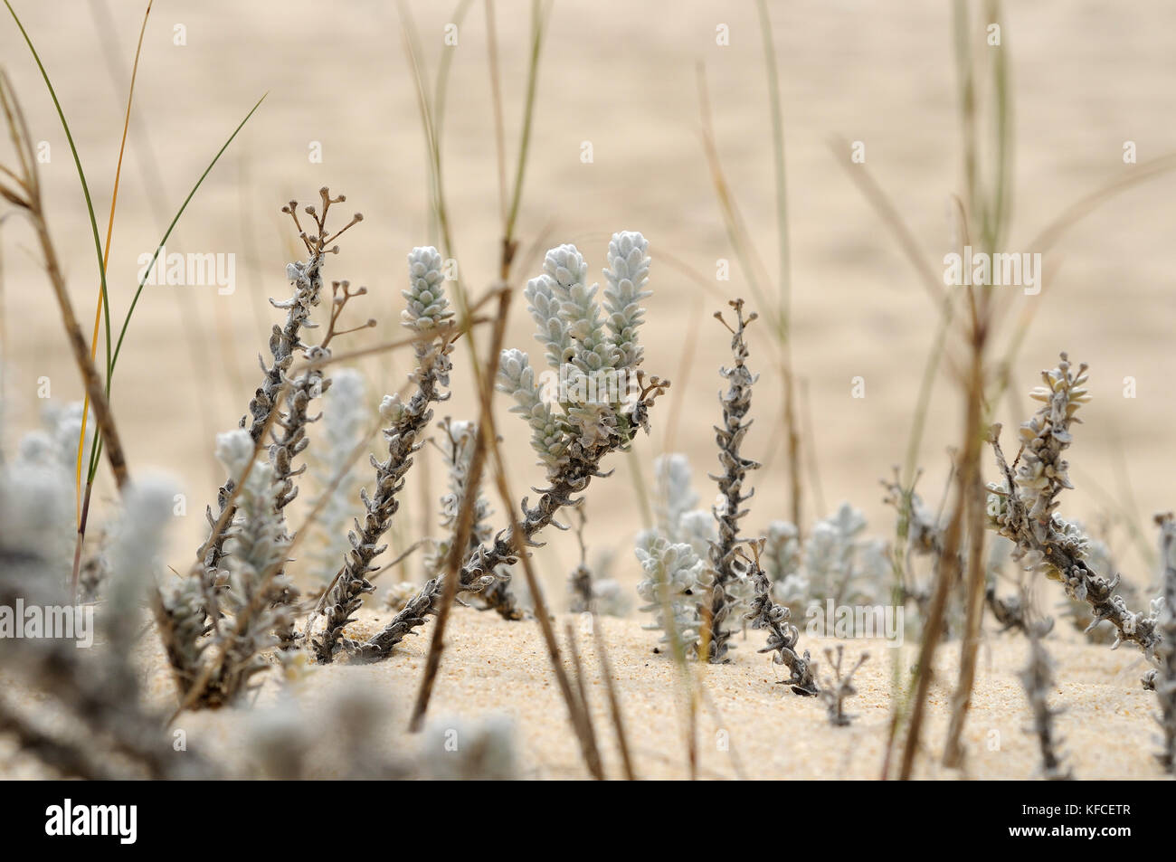 Flora delle dune di sabbia. Reserva Naturale do Estuário do Sado. Comporta, Portogallo Foto Stock