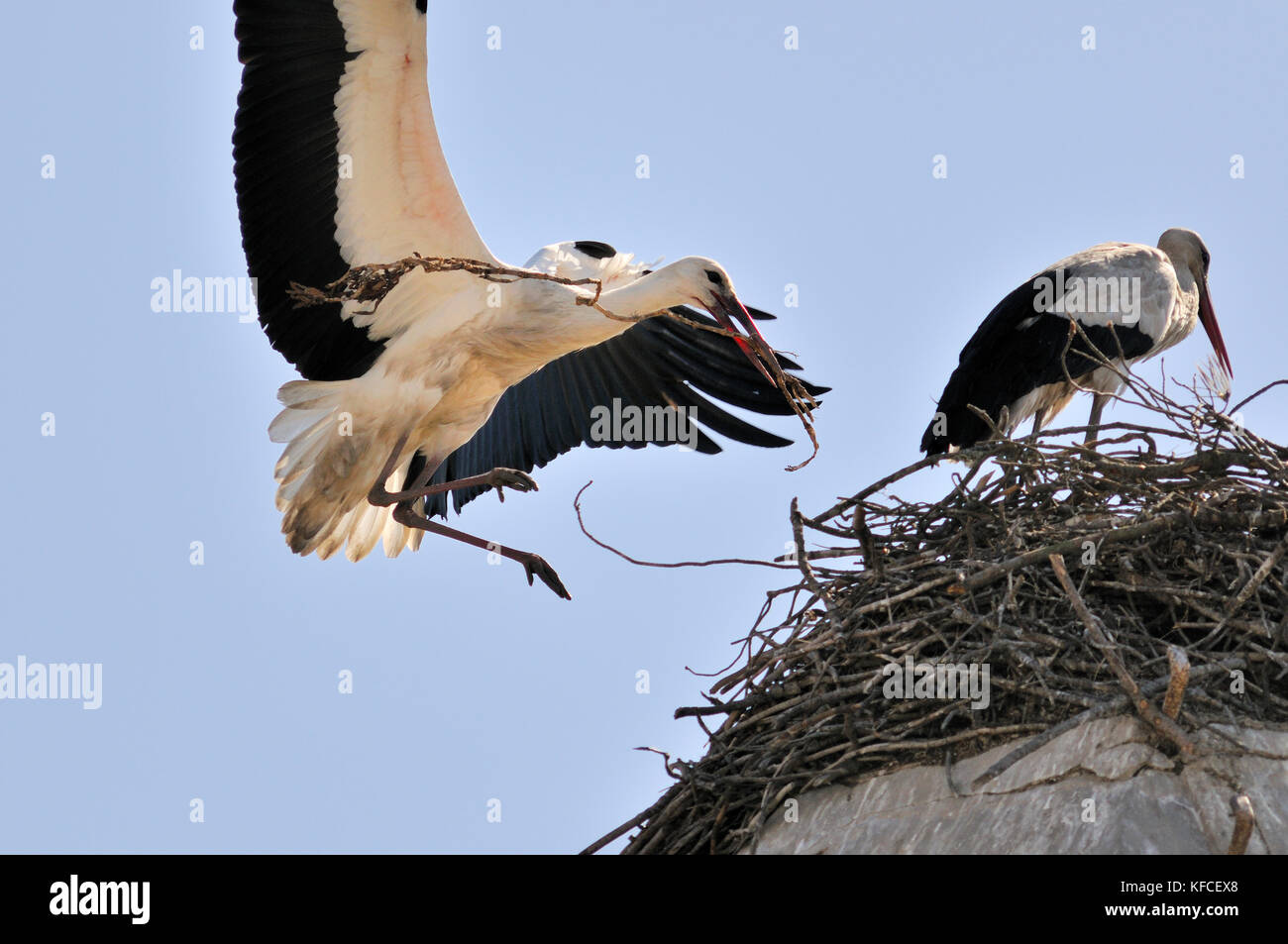 Cicogne nel nido, comporta, Alentejo, Portogallo Foto Stock