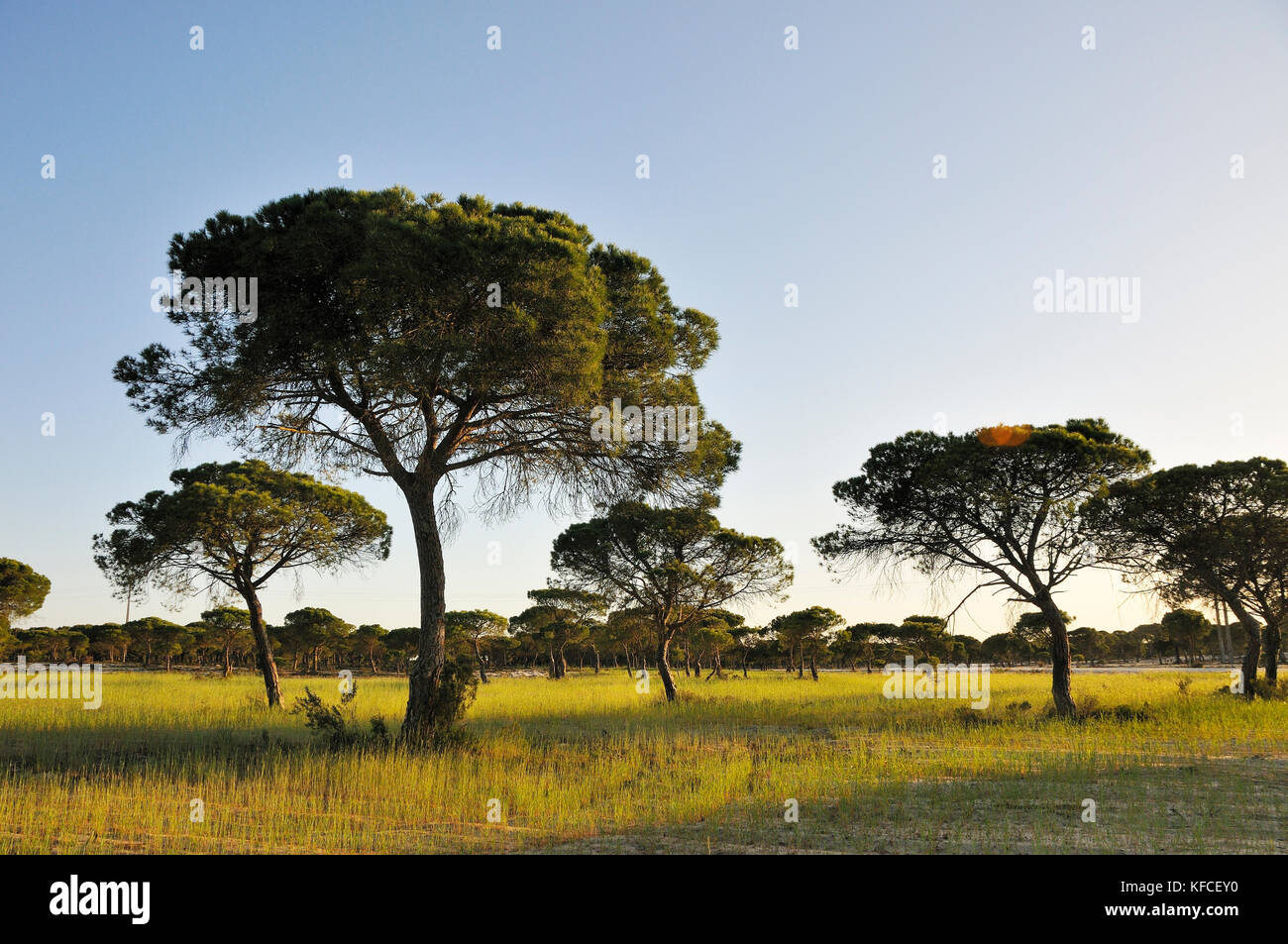 Pini a Alcácer do SAL. Alentejo, Portogallo Foto Stock