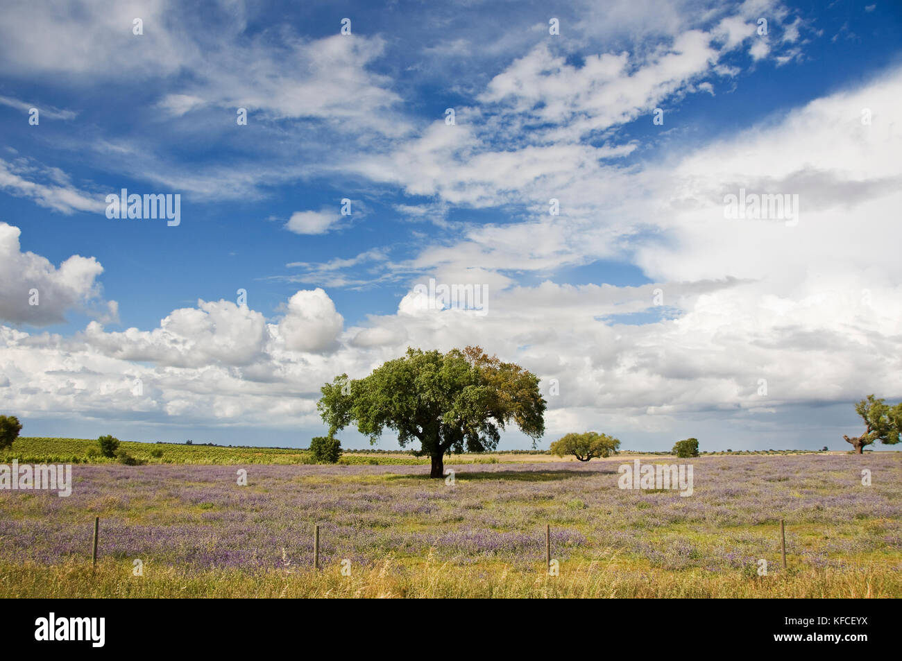 Le vaste pianure di Alentejo con alberi da sughero. Il Portogallo è il più grande produttore di sughero Foto Stock
