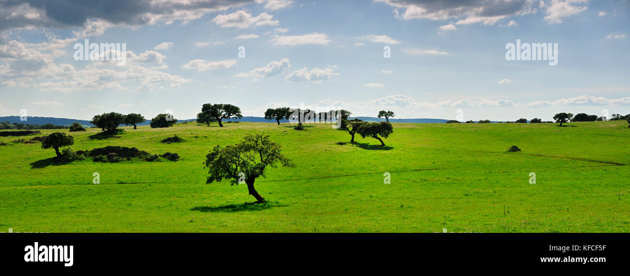 Gli alberi di sughero nelle vaste pianure di Alentejo, Portogallo Foto Stock