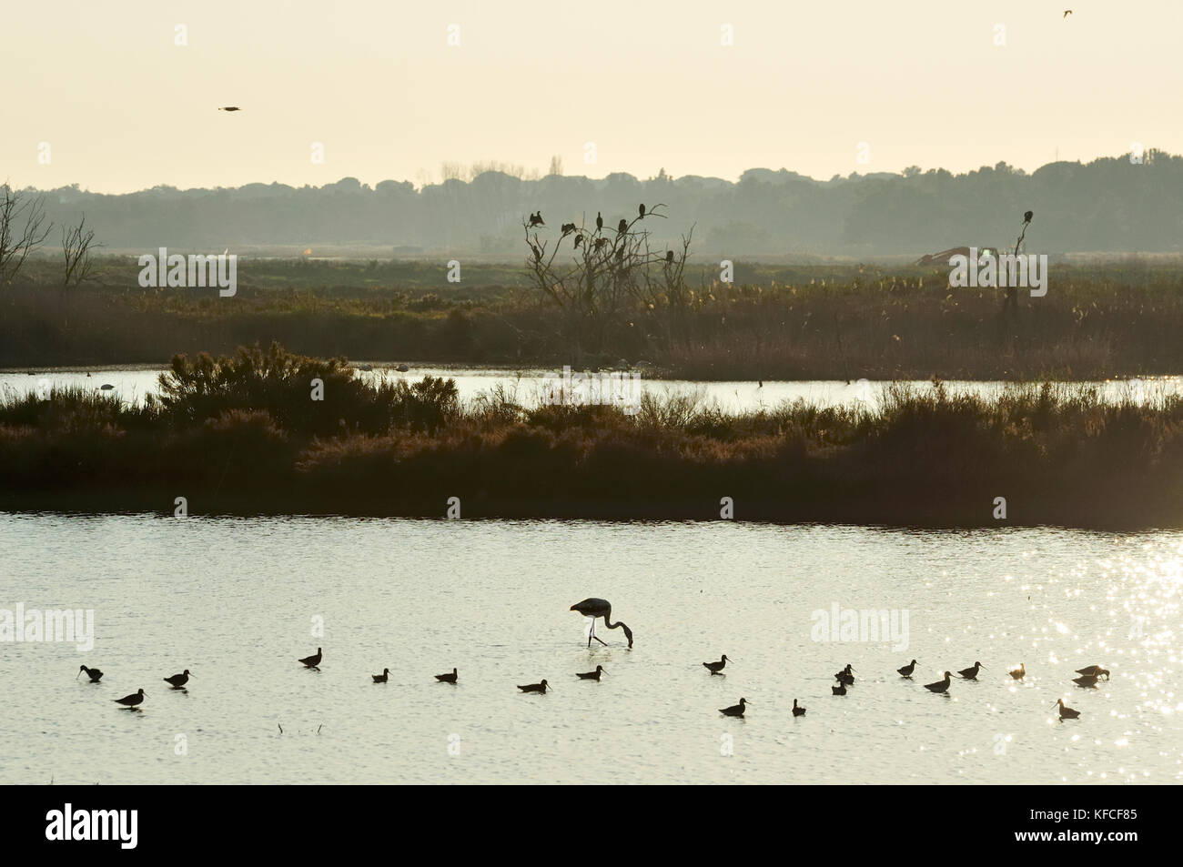 Godwits (Limosa limosa) e un fenicottero (Fenicotterus roseus). Zambujal, fiume Sado, Portogallo Foto Stock