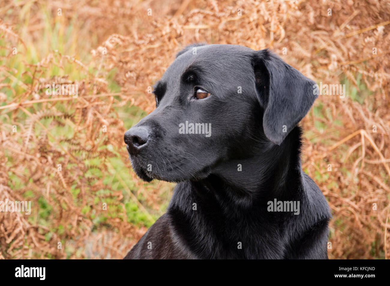 Un nero Labrador Retriever in un paesaggio autunnale, England, Regno Unito Foto Stock