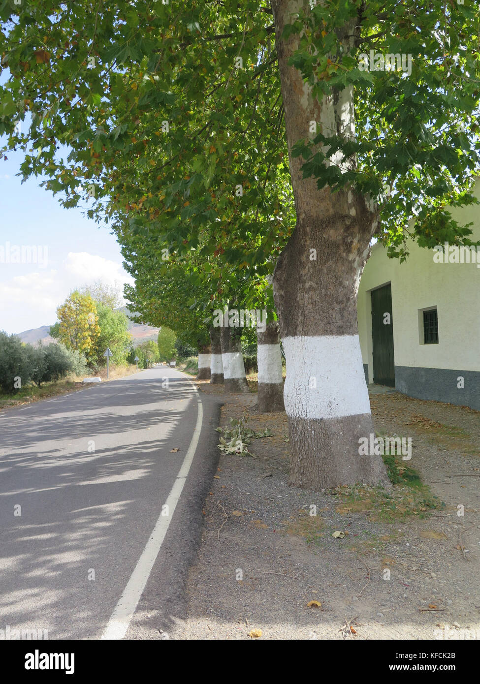 Dipinto di bianco di alberi utilizzati come indicazioni stradali in villaggio in Andalusia, Spagna Foto Stock