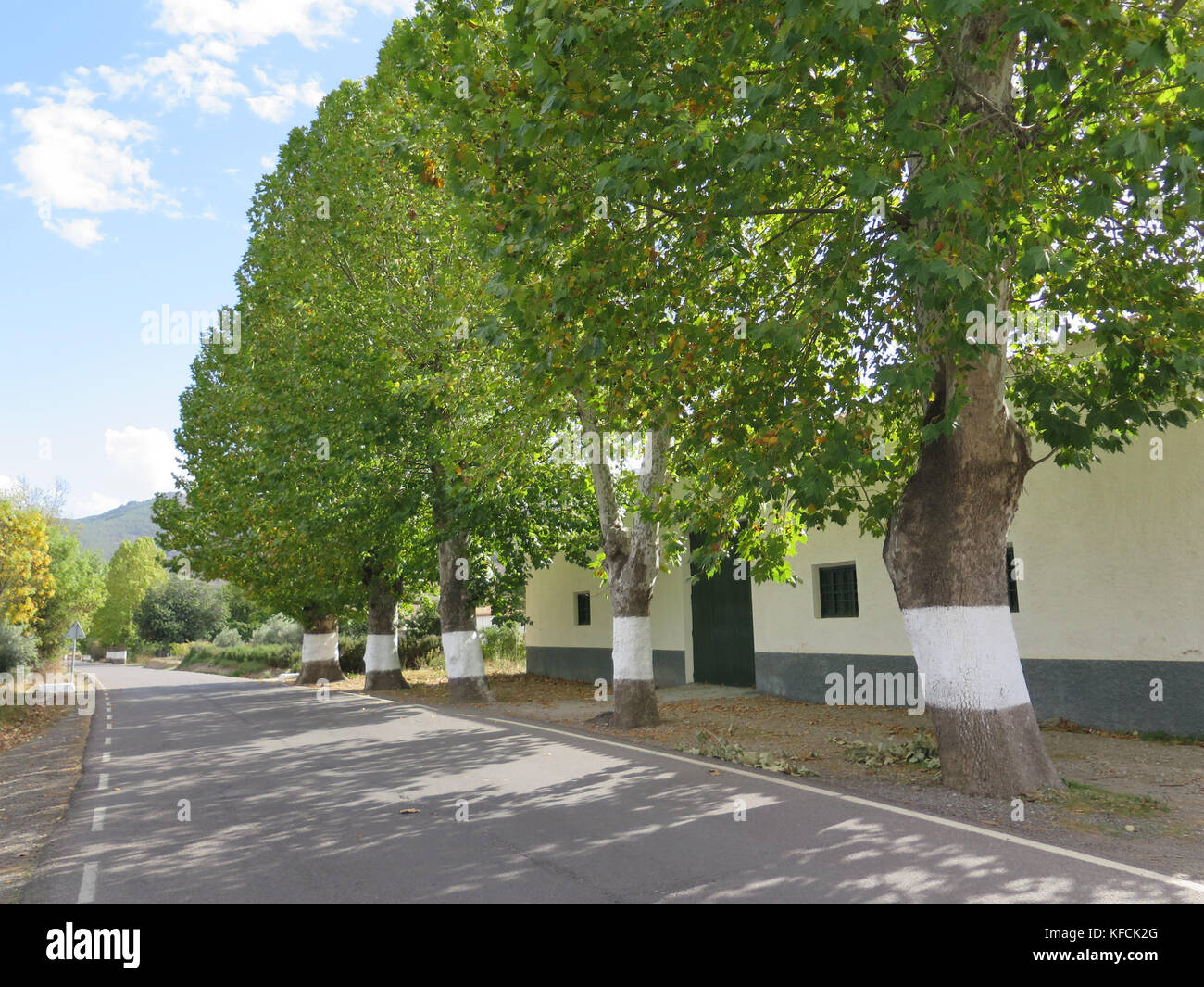 Dipinto di bianco di alberi utilizzati come indicazioni stradali in villaggio in Andalusia, Spagna Foto Stock