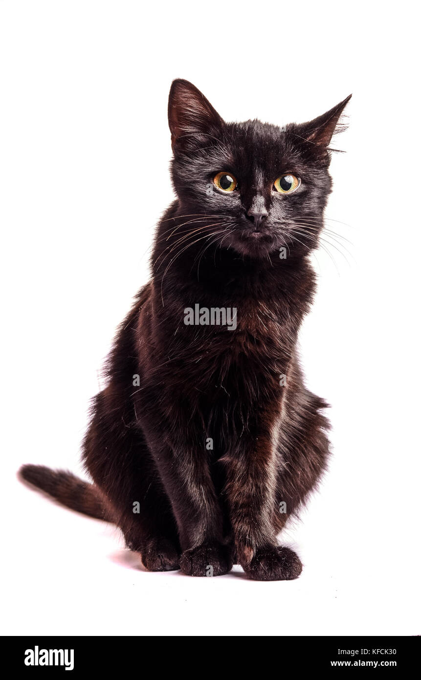 Gatto nero seduto e guardando la telecamera, isolato su bianco Foto Stock