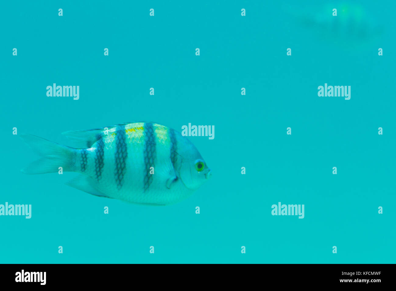A strisce pesci nelle profonde acque blu Foto Stock