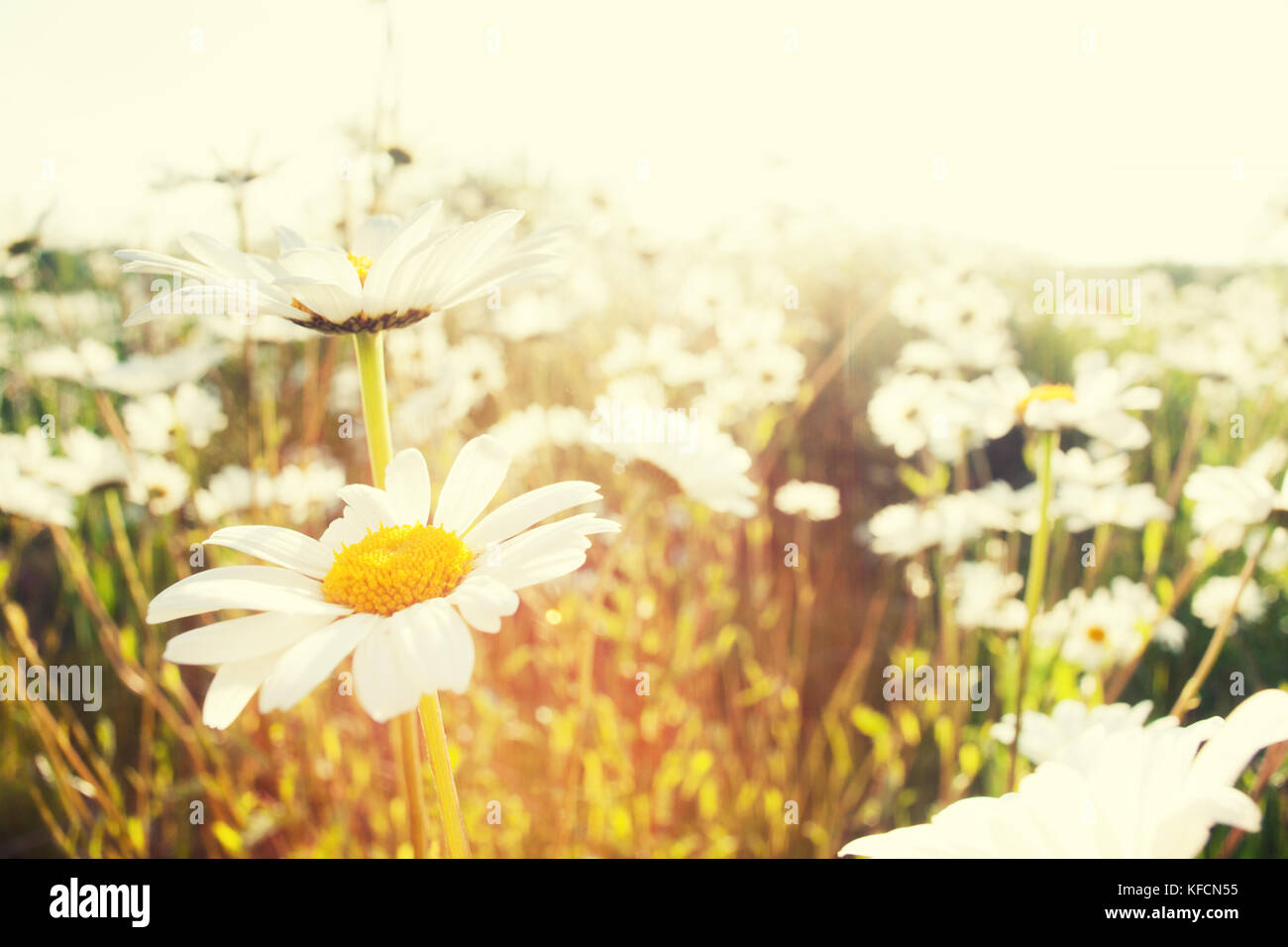 Leucanthemum vulgare o oxeye daisy (Margherita occhio di bue) retroilluminato splendidamente con il sole e la crescente selvatici in natura. Daisy bianca fiori sogno-simile effetto Foto Stock