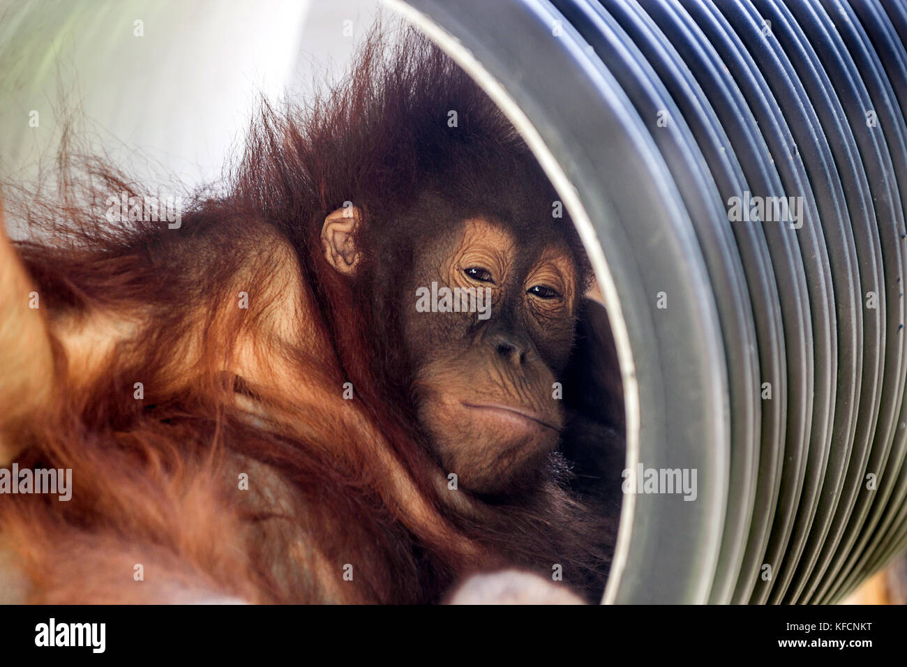 Domata orangutan intrattenersi nei pressi delle case dell'isola del Borneo, Kalimantan, INDONESIA Foto Stock