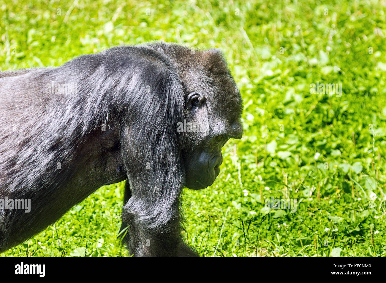 Western pianura gorilla.sull'erba in estate.in Africa equatoriale . Foto Stock