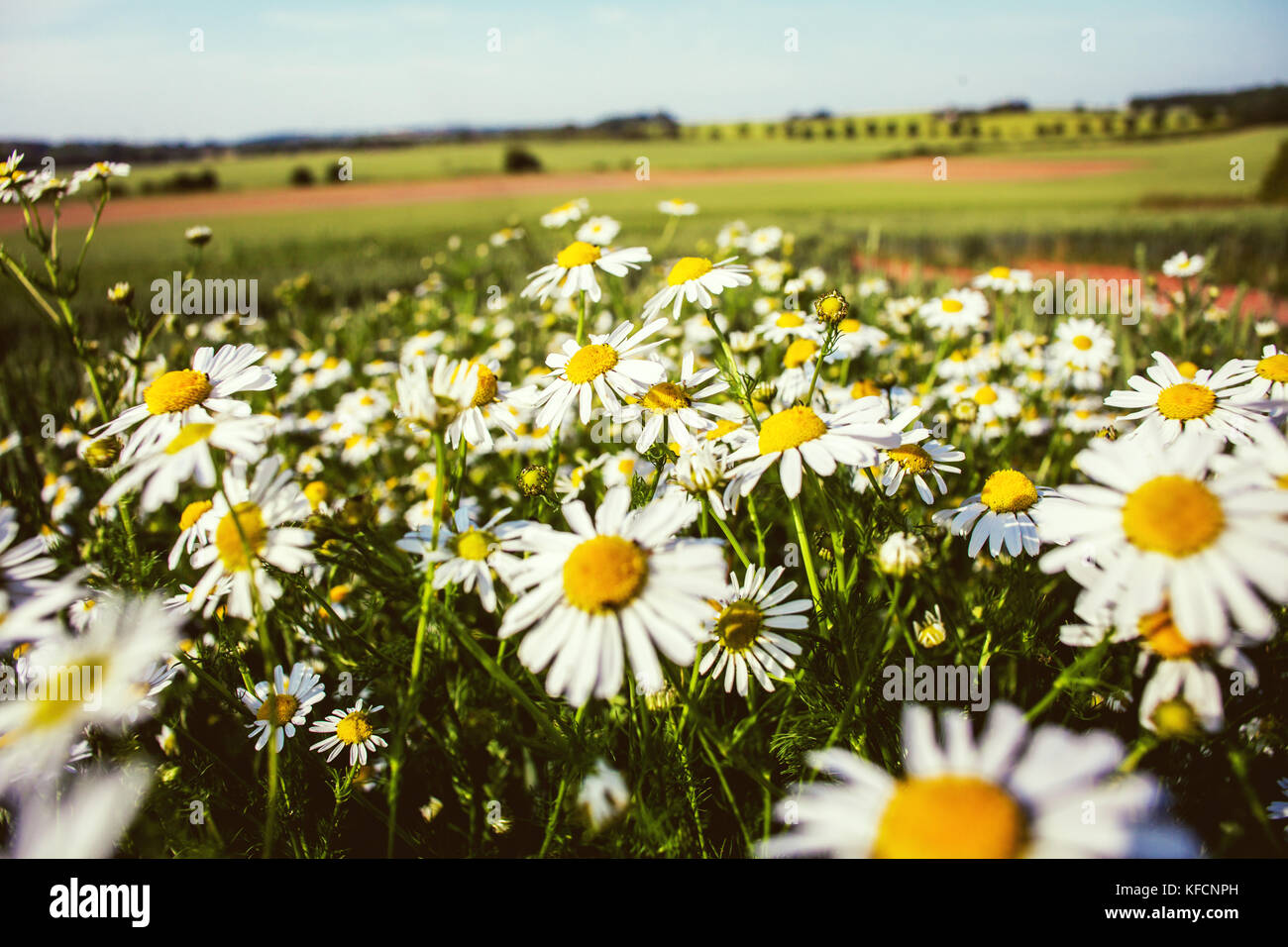 Oxeye daisy (Margherita occhio di bue) o leucanthemum vulgare. fiori selvatici che crescono in campi coltivati. rurale scena e natura immagine di Daisy bianca fiori Foto Stock