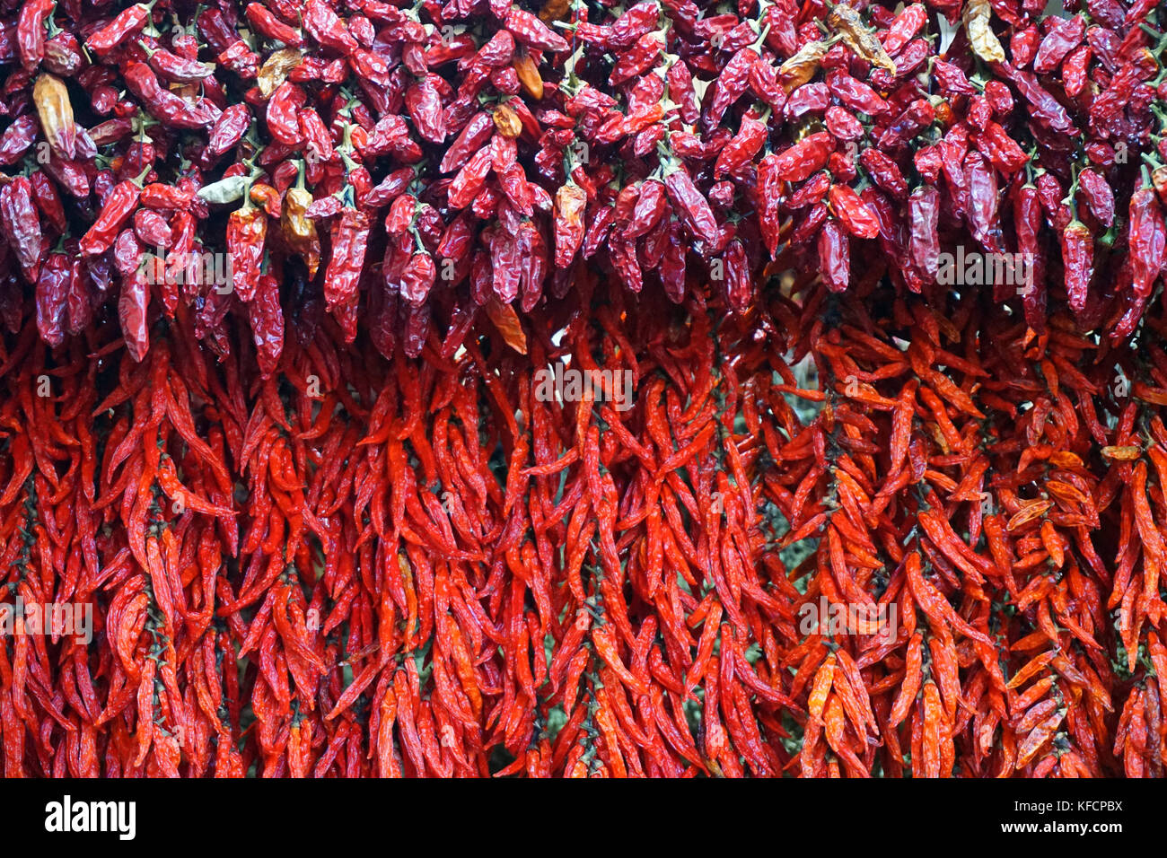 Chili o peperoncino Foto Stock