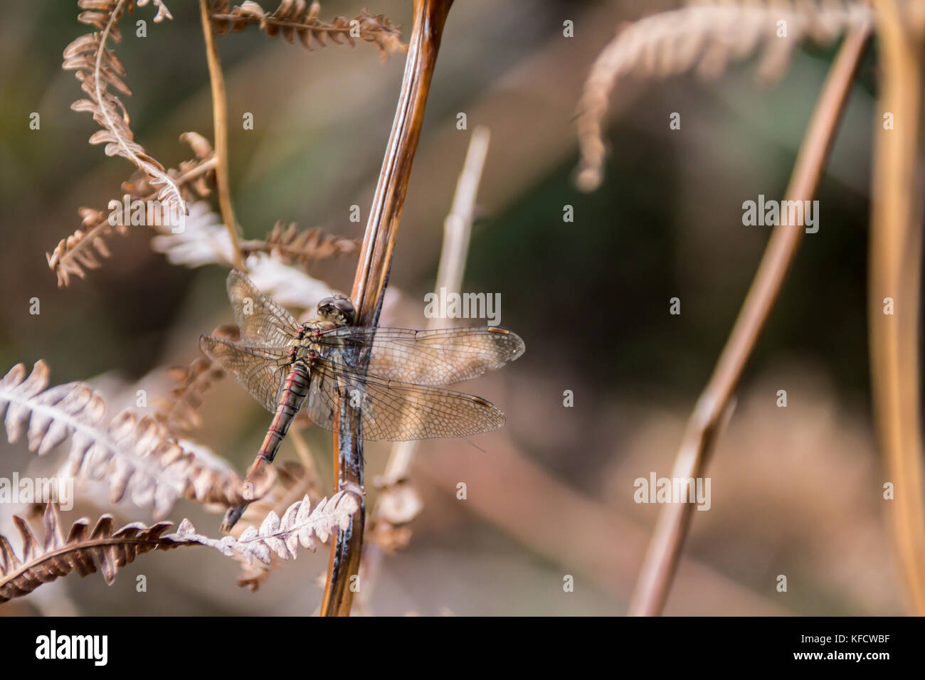 Incredibile Dragonfly close up Foto Stock