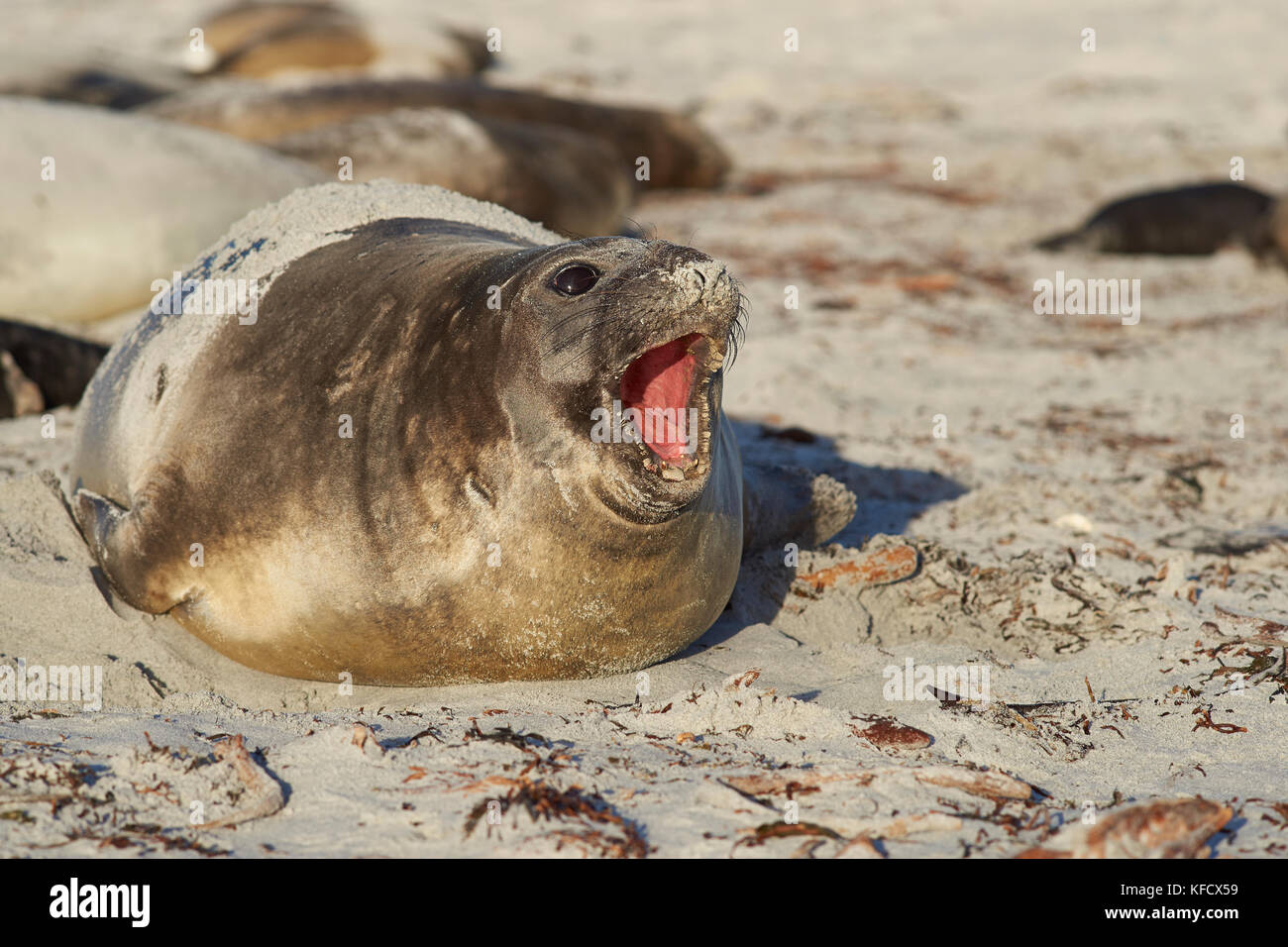 Femmina elefante meridionale di tenuta (Mirounga leonina) chiamando sulla costa di Sea Lion Island nelle isole Falkland. Foto Stock